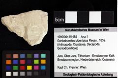 Foto (Objket + Etiketten) von Galatheoidea indet. 